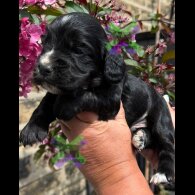 Cocker Spaniel (Working)