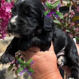Cocker Spaniel (Working)