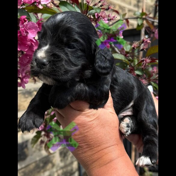 Cocker Spaniel (Working)