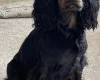Cocker Spaniel (Working)