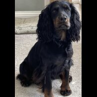 Cocker Spaniel (Working)