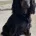 Cocker Spaniel (Working)