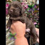 Cocker Spaniel (Working)