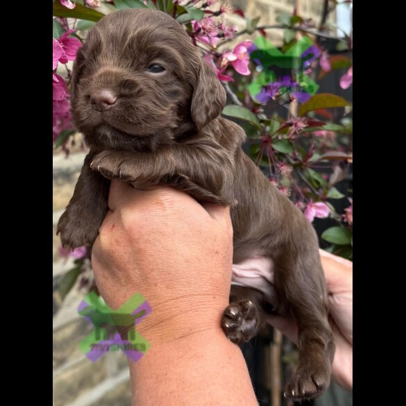 Cocker Spaniel (Working)
