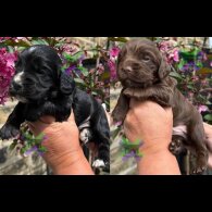 Cocker Spaniel (Working)