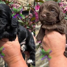 Cocker Spaniel (Working)