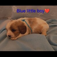 Cavalier King Charles Spaniel