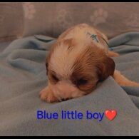 Cavalier King Charles Spaniel