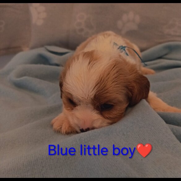 Cavalier King Charles Spaniel