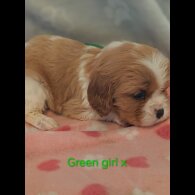 Cavalier King Charles Spaniel
