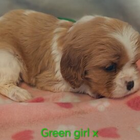 Cavalier King Charles Spaniel