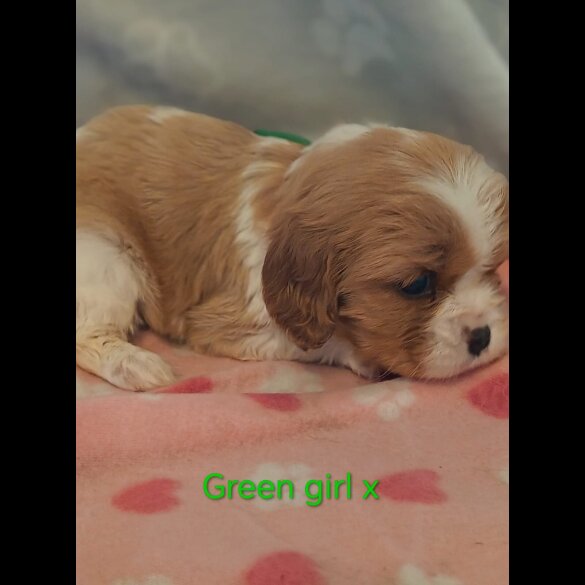 Cavalier King Charles Spaniel