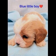 Cavalier King Charles Spaniel