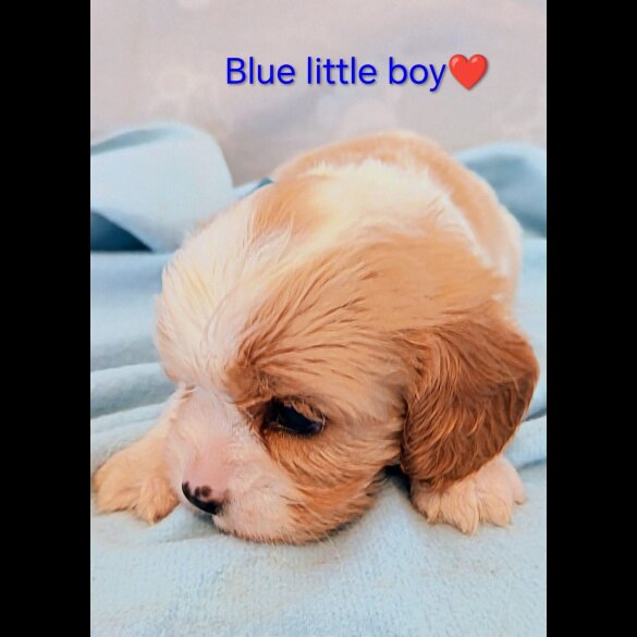 Cavalier King Charles Spaniel