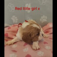 Cavalier King Charles Spaniel