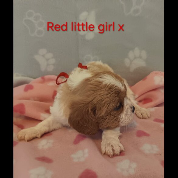 Cavalier King Charles Spaniel