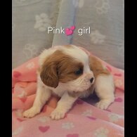 Cavalier King Charles Spaniel