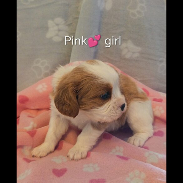Cavalier King Charles Spaniel
