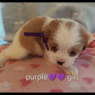 Cavalier King Charles Spaniel