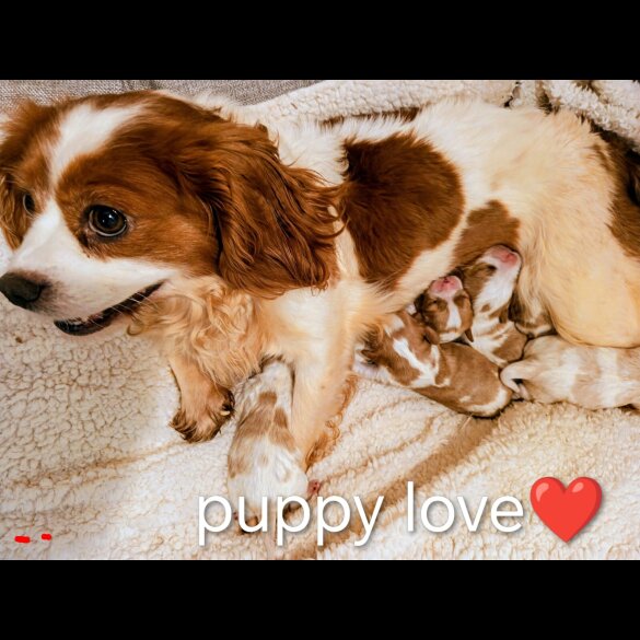 Cavalier King Charles Spaniel