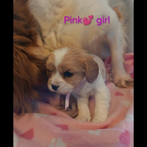Cavalier King Charles Spaniel
