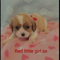 Cavalier King Charles Spaniel