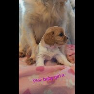 Cavalier King Charles Spaniel