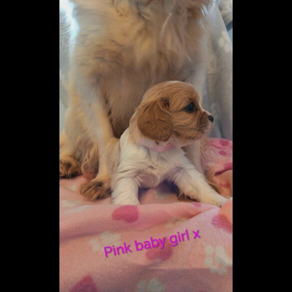 Cavalier King Charles Spaniel