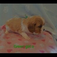 Cavalier King Charles Spaniel