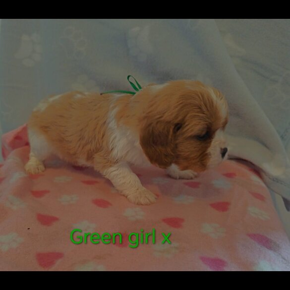 Cavalier King Charles Spaniel