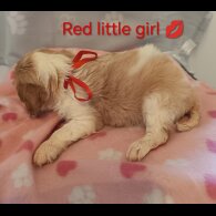 Cavalier King Charles Spaniel