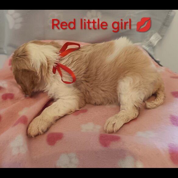 Cavalier King Charles Spaniel