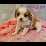 Cavalier King Charles Spaniel