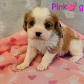 Cavalier King Charles Spaniel