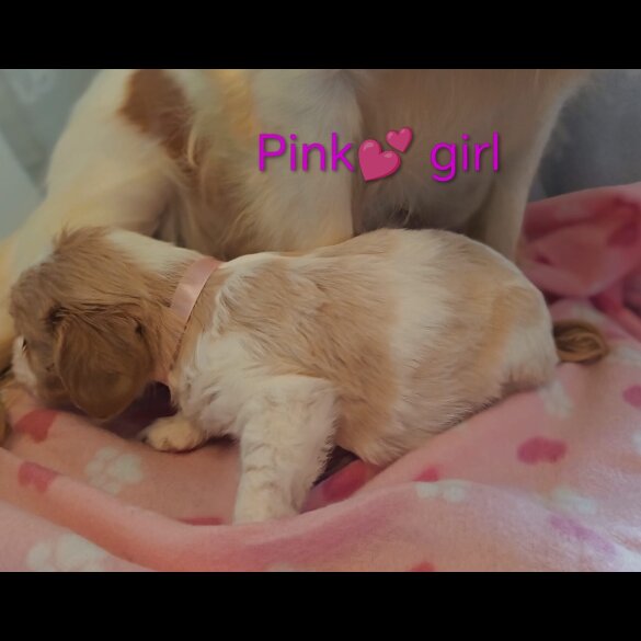 Cavalier King Charles Spaniel