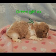 Cavalier King Charles Spaniel