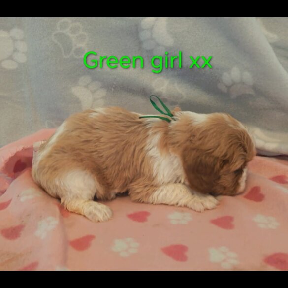 Cavalier King Charles Spaniel