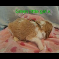 Cavalier King Charles Spaniel