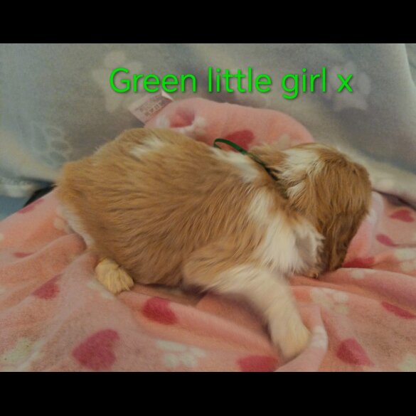 Cavalier King Charles Spaniel