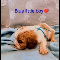 Cavalier King Charles Spaniel