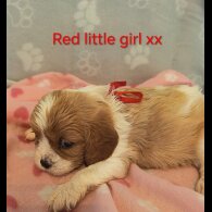 Cavalier King Charles Spaniel