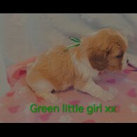 Cavalier King Charles Spaniel