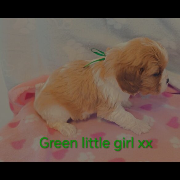 Cavalier King Charles Spaniel