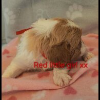 Cavalier King Charles Spaniel