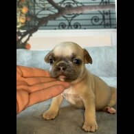 French Bulldog
