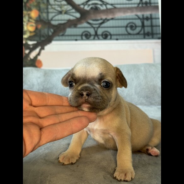 French Bulldog