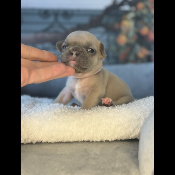 French Bulldog