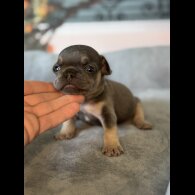 French Bulldog