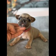 French Bulldog