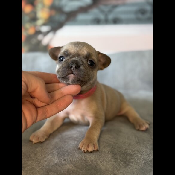 French Bulldog
